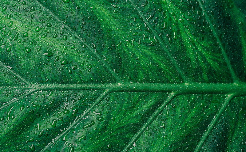 Green Leaf Aesthetic Ultra, Aero, Fresh, Drops, Green, Leaf, waterdrops, HD wallpaper