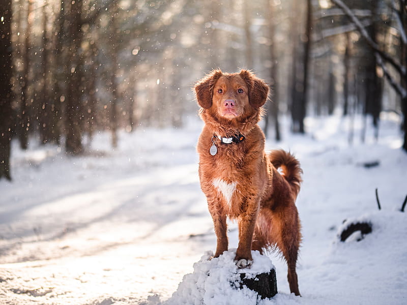 golden retriever, dog, pet, animal, brown, snow, HD wallpaper