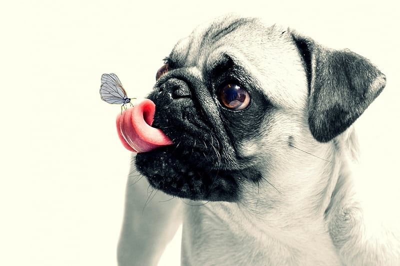 Hmmmm, tasty thing..., black, tongue, animal, butterfly, funny, pug, white, pink, puppy, dog, HD wallpaper