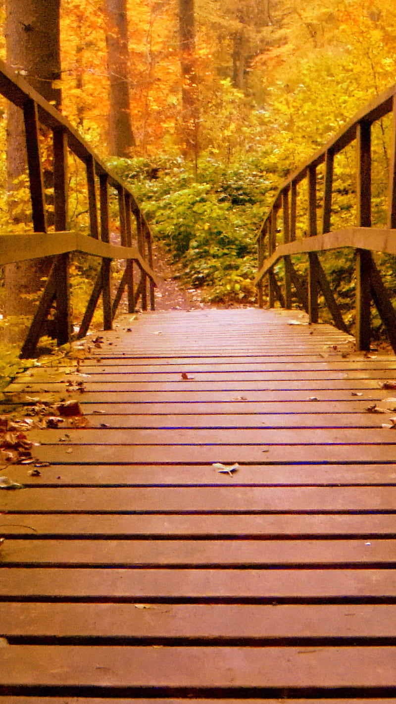 Wooden bridge , wooden bridge, forest, autumn, leaves, foliage, nature, HD phone wallpaper