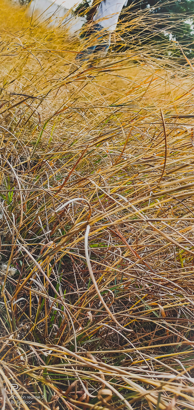 Nature, dry grass, grass, hindu, india, muslim, notch, pakistan, pesce