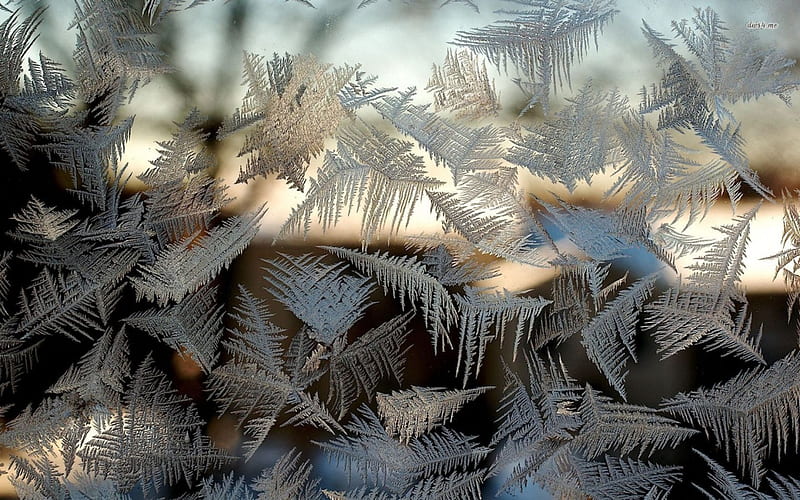 Frosted glass, frosted, ice flower, abstract, winter, glass, frosty, graphy, ice, frozen, frost, HD wallpaper