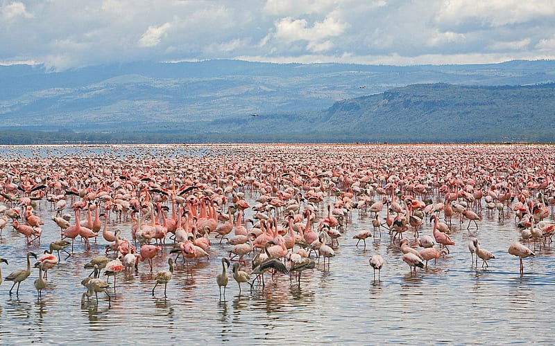 Lesser and Greater Flamingos Lake Nakuru National Park Kenya, HD wallpaper