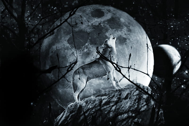 Wolf in moon, dog, forest, howling, jungle, moon light, night, two moon, wolf howling, wood, HD wallpaper