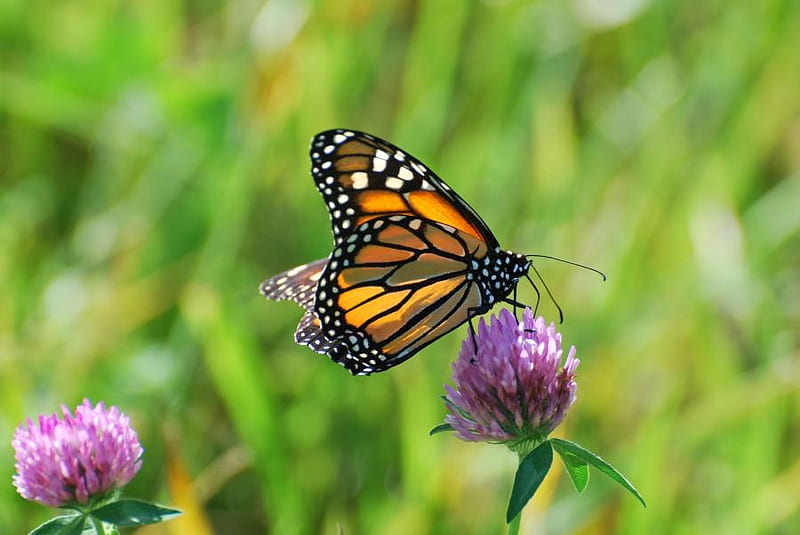 In the clover, orange black and white, monarch butterfly, purple, clover, HD wallpaper
