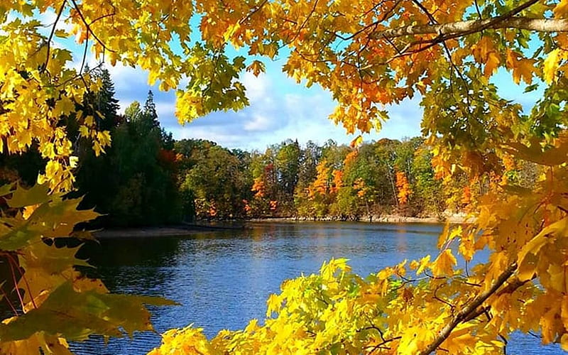 Autumn River, autumn, Latvia, river, maple, HD wallpaper | Peakpx