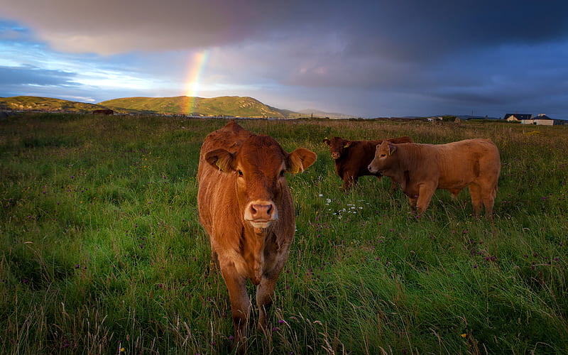 Cows, vaca, cow, rainbow, animal, HD wallpaper