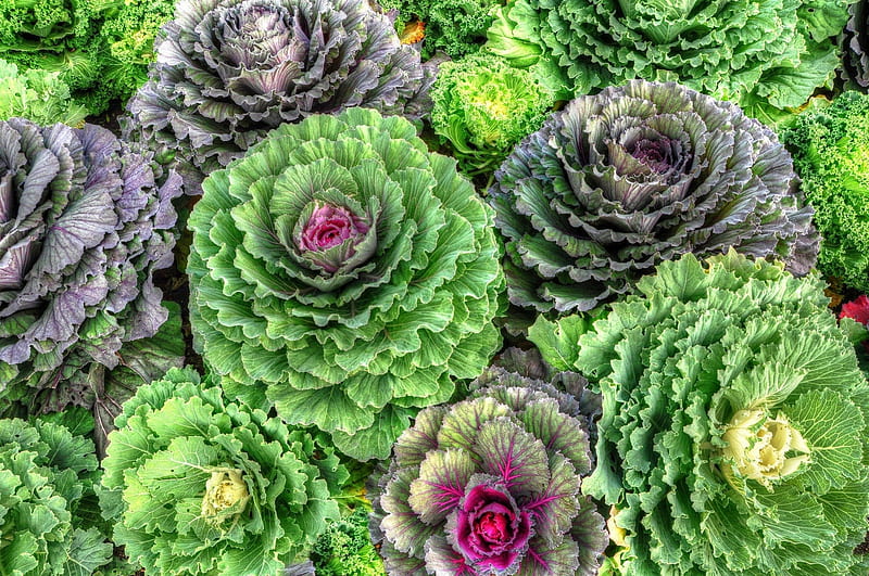 *** Decorative cabbage ***, flower, flowers, nature, decoration, HD wallpaper