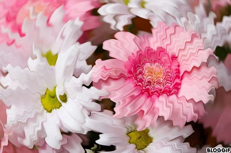 Zig Zag Daisies, daisies, flower, effects, beauty, nature, white, pink, daisy, HD wallpaper