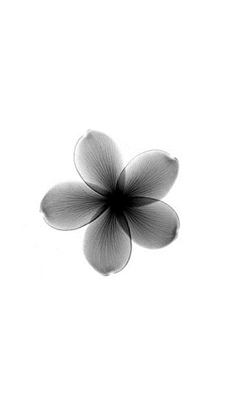 HD negative flowers wallpapers