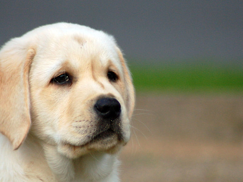 I Am Too Cute :D, labrador puppies, puppies, animals, dogs, HD wallpaper