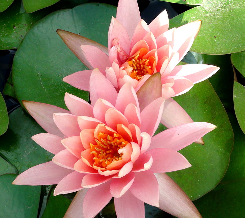 water lily, flowers, lilies, pink, HD wallpaper