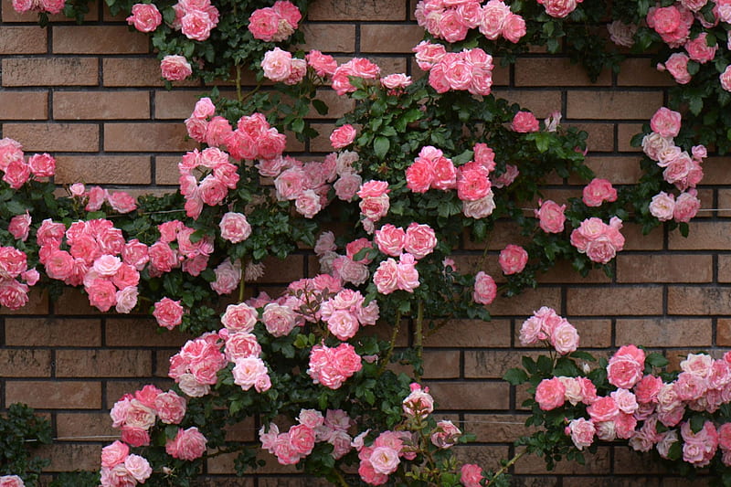 Beautiful Roses, leaves, blossoms, garden, petals, wall, pink, HD wallpaper