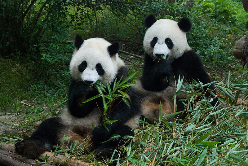 Hungry Munchkins, hungry, black, munchkins, bamboo, panda, green, two, bears, white, HD wallpaper