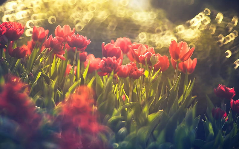tulips, bokeh, spring, pink tulips, lawn, HD wallpaper