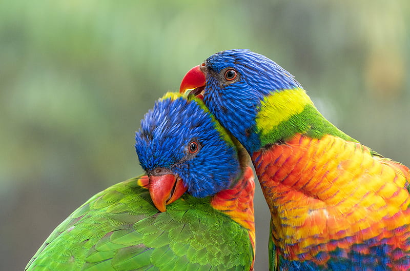 rainbow lorikeet, parrots, birds, colorful, HD wallpaper