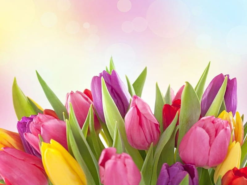 Multicolor tulips, Tulips, Flowers, Colorful, Bouquet, HD wallpaper ...