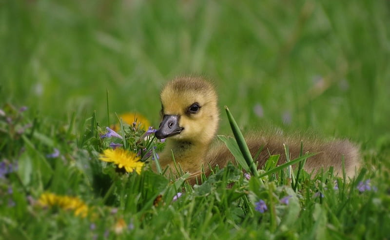 Duckling, yellow, easter, spring, cute, duck, green, bird, flower, field, HD wallpaper