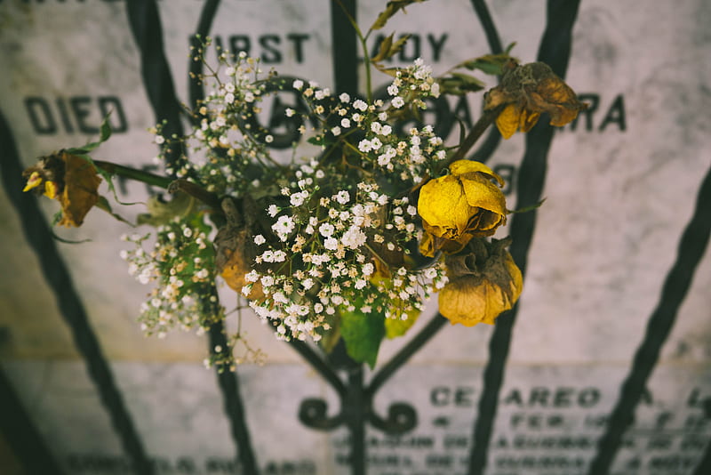 yellow rose on black metal frame, HD wallpaper