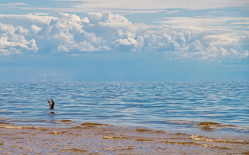 Baltic Sea, Latvia, Latvia, clouds, seagull, sea, HD wallpaper
