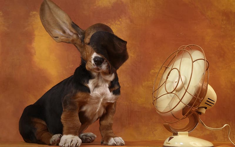 Dogs, Animal, Fan, Basset Hound, HD wallpaper