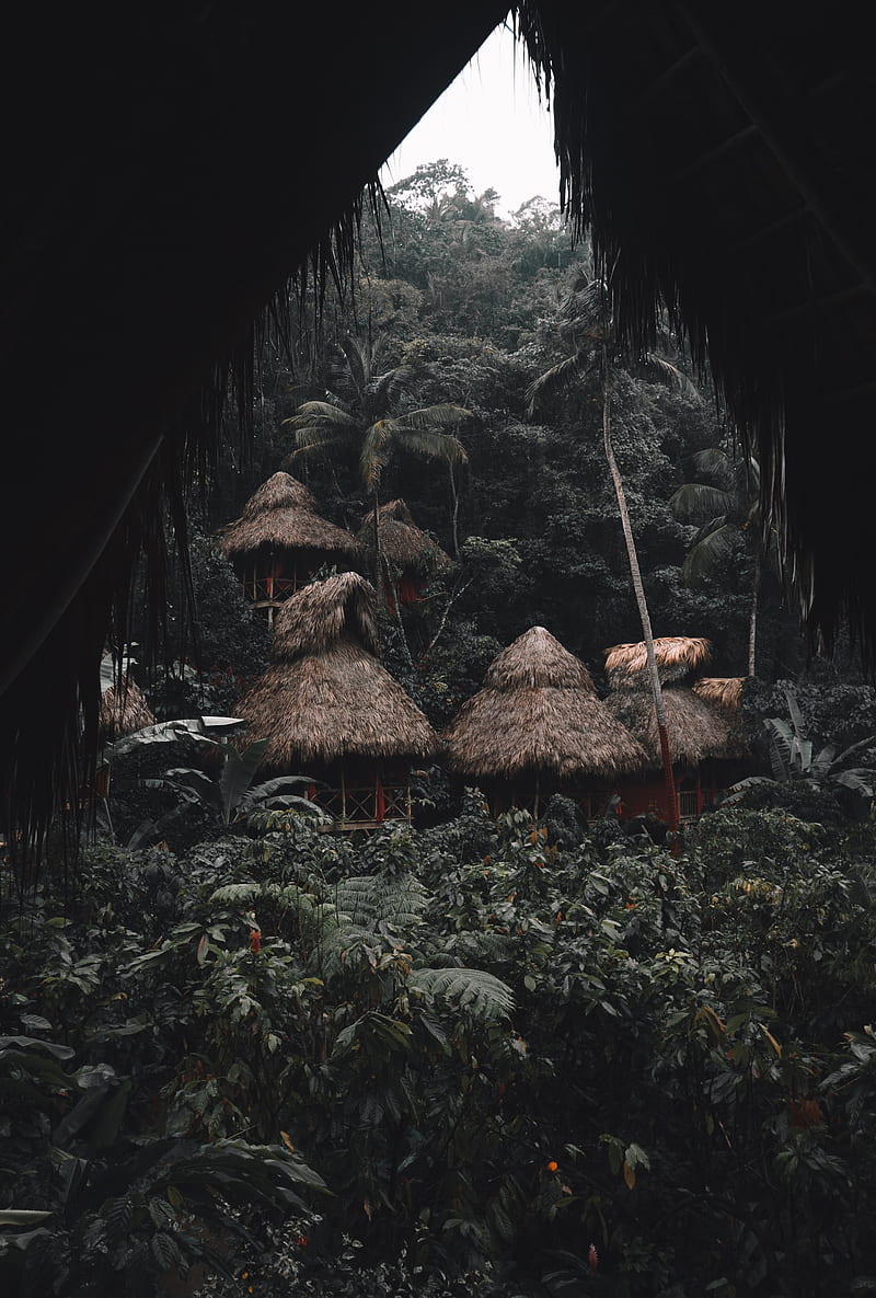 jungle, palm trees, huts, houses, tropics, HD phone wallpaper