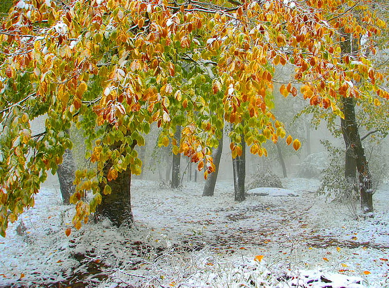First snow, forest, autumn, snow, nature, trees, HD wallpaper | Peakpx