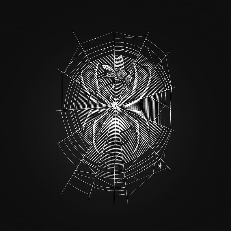 Spider Web, Spider, araignée, beast, black, bug, c0y0te7, caché, catch, circle, dark, darkness, eat, engraving, fear, fly, halloween, hatched, hidden, hide, hiding, hunt, hype, illusion, line, lines, monster, mouche, noir, optical, sombre, toile, trap, web, white, HD phone wallpaper