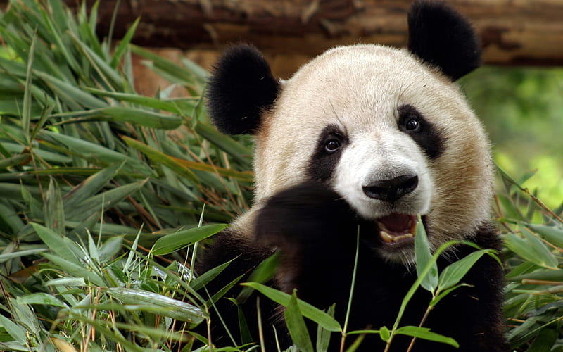 panda eating eucalyptus, cute animals, zoo park, Ailuropoda melanoleuca, funny animals, panda, HD wallpaper