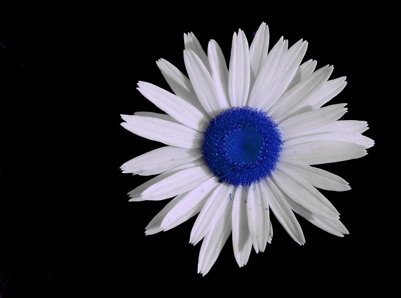 Blue daisy, flowers, 3d, HD wallpaper