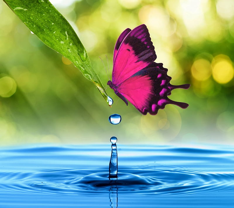 Butterfly, colorful, water, nature, drops, macro nature, animal, HD  wallpaper | Peakpx
