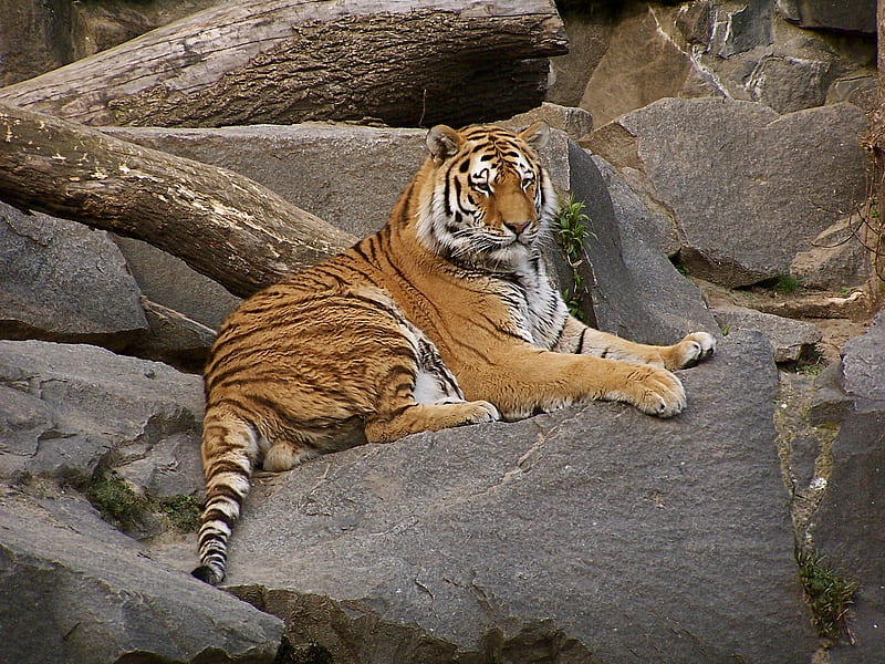 Panthera Tigris, altaica-tierpark, altaica, berlin, panthera, tigris, HD wallpaper