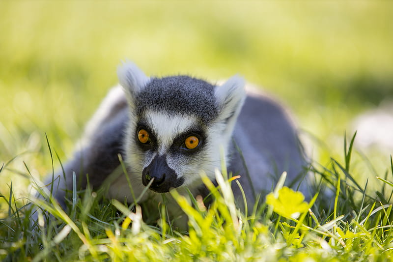 Ring-tailed lemur, animal, animals, background, caffeine, eyes, high, monkey, HD wallpaper