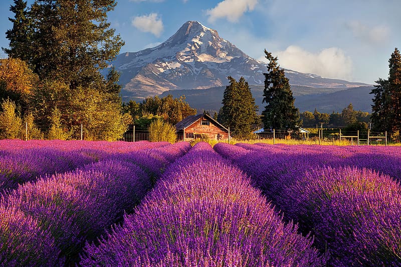 Lavender farm, farm, peaceful, beautiful, meadow, fragrance, mountain, purple, America, valley, field, lavender, scent, flowers, peak, village, countryside, HD wallpaper