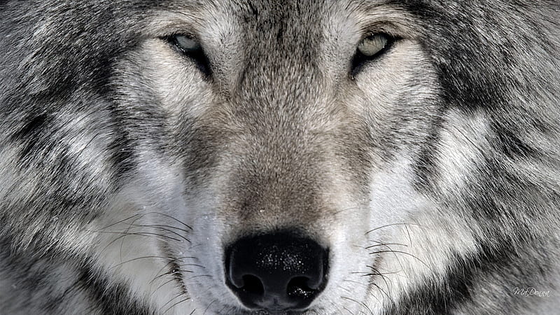 The Wolf, canine, totem, vicious, fetish, wild, Native American, protected species, wolf, forests, wolves, dog, HD wallpaper