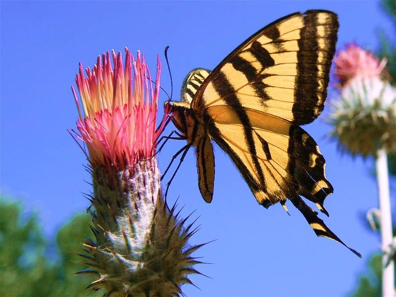Golden wings, butterfly, swallowtail, flower, sky, pink, HD wallpaper