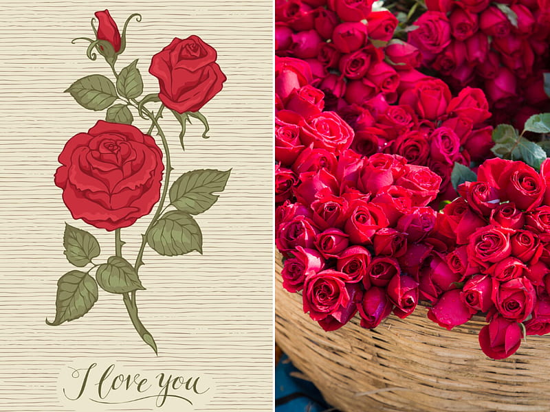 50+ Latest Happy Rose Day 2015 HD Wallpapers Collection | Valentines red  roses, Beautiful red roses images, Red roses