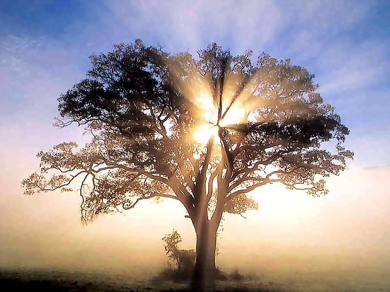 oak tree in sunrise, autumn, tree, hot, nature, sunrise, morning, oak, HD wallpaper