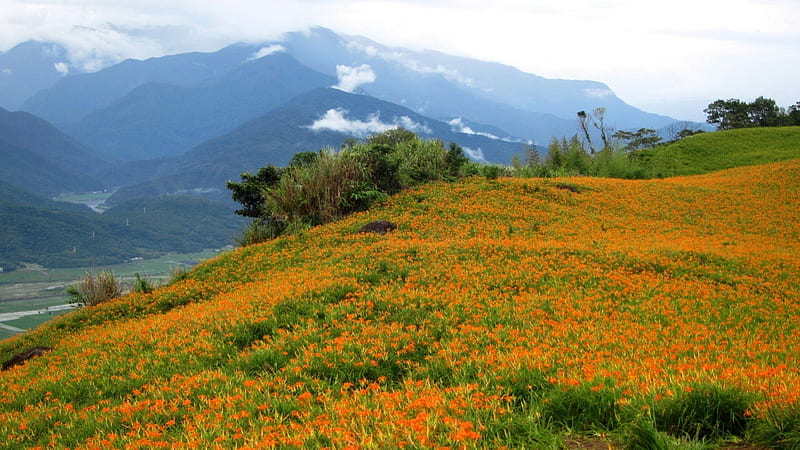 High-mountain daylilies, mountain, orange Dailily, Daylily, Cloudy fog, flowers, nature, bonito, HD wallpaper