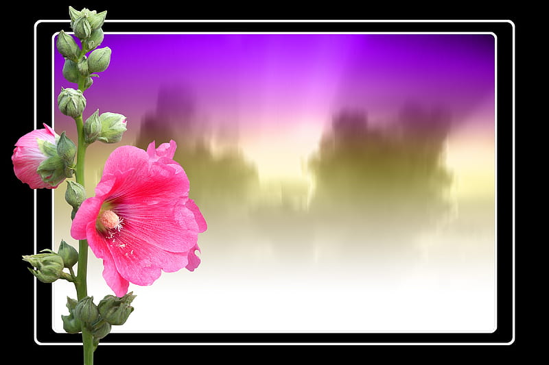 HD pink flower widescreen wallpapers | Peakpx