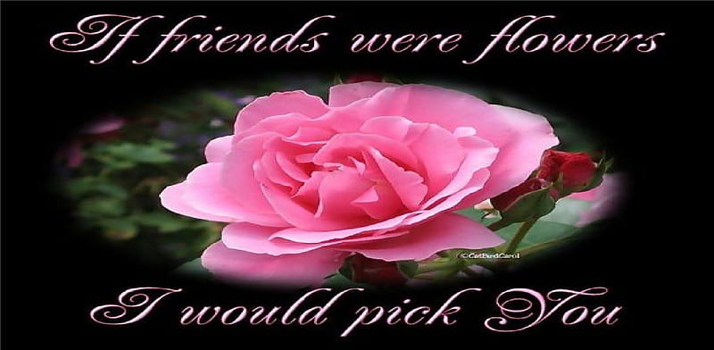 If friends were flowers I would pick you, flower, black, rose, pink, HD wallpaper