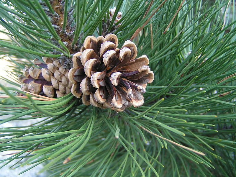 Pinecone, nature, christmas, trees, winter, HD wallpaper | Peakpx