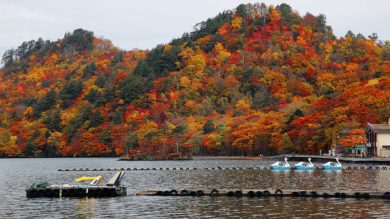 japan, Aomori Prefecture, Towada National Park, fall, autumn, boats, pier, colors, trees, lake, HD wallpaper
