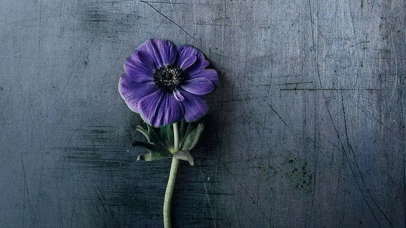•ღ✿ღ•, flower, nature, purple, single flower, HD wallpaper