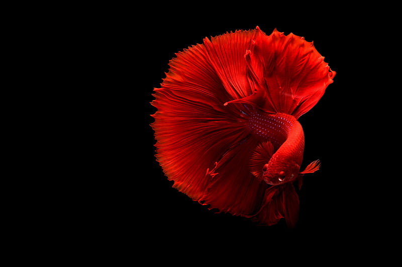 Red Fish, aquarium, black, dark, lockscreen, HD wallpaper