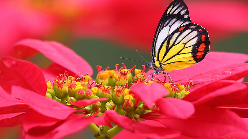 Yellow Black Butterfly On Flower Filament In Red Background Animals, HD wallpaper