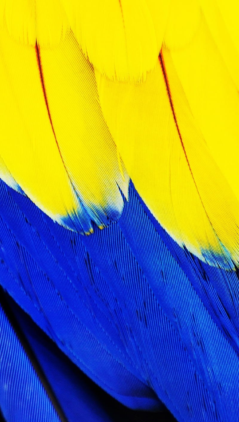 Yellow Blue, abstract, animal, apple, colors, feather, nice, HD phone wallpaper
