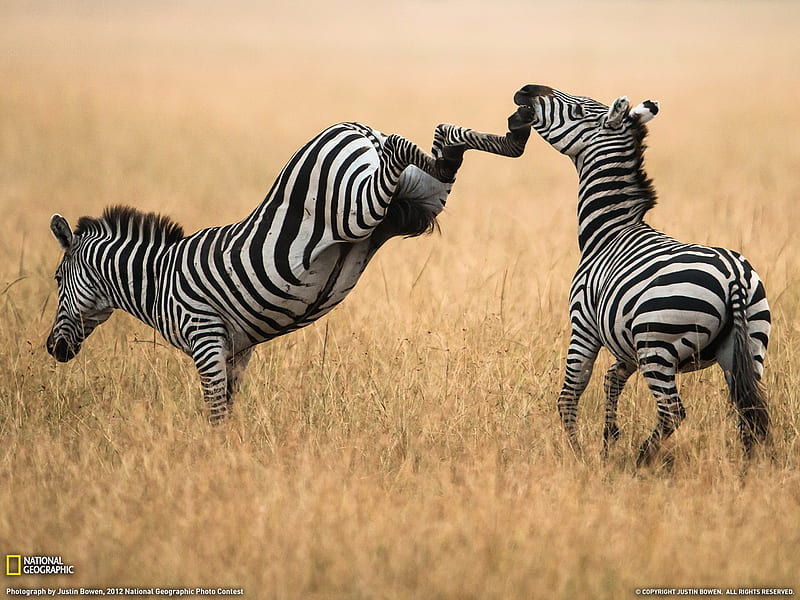 Zebras Kenya-National Geographic graphy, HD wallpaper