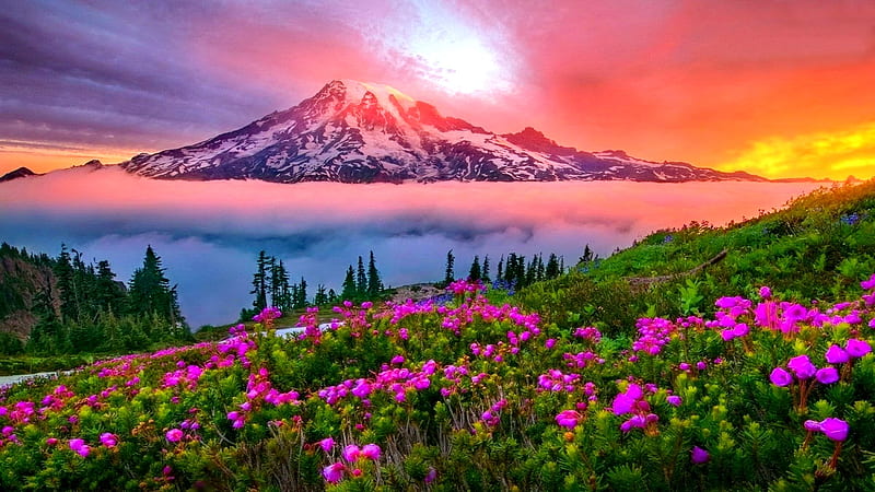 MOUNT RAINIER NATIONAL PARK, mountain, flowers, spring, sunset, snowy, meadow, landscape, HD wallpaper