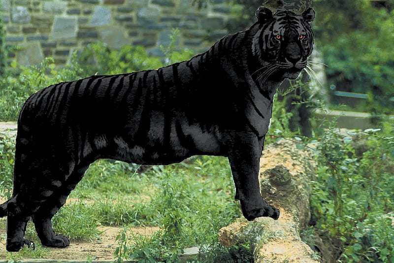 Beautiful Black Tiger, claws, feline, tiger, wild, HD wallpaper